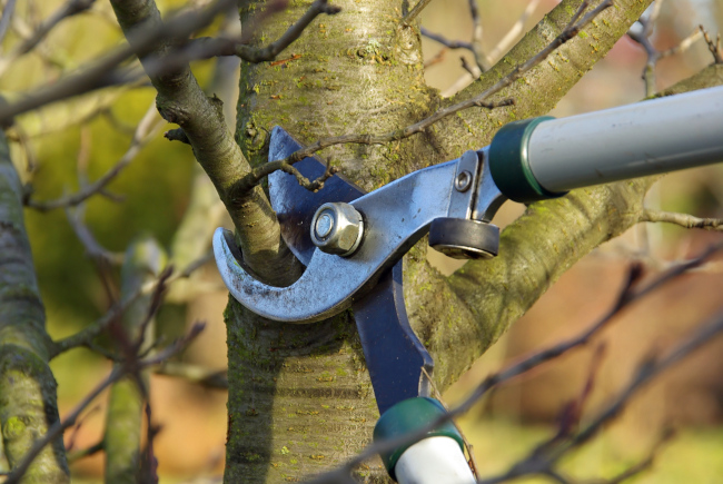 Nervous About Tree Pruning? A Professional Can Ease Your Mind.