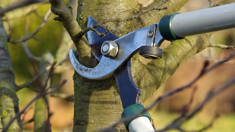 Tree Pruning in Collingwood, Ontario