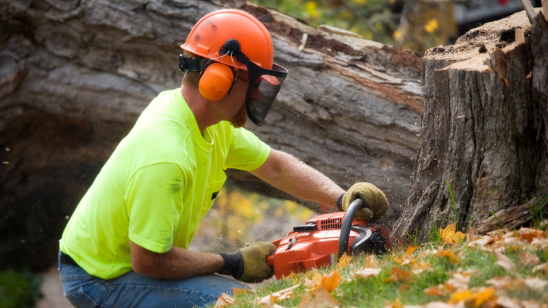Tree Services in Collingwood, Ontario