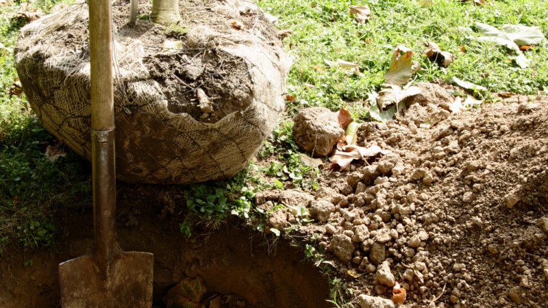 Tree & Shrub Planting