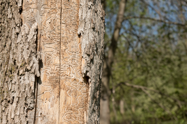The Emerald Ash Borer and its Impact on Ash Trees