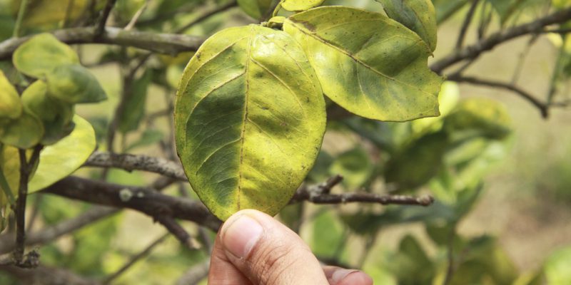 proper pest and disease control measures