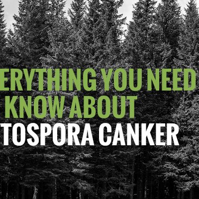 Everything You Need to Know About Cytospora Canker [infographic]