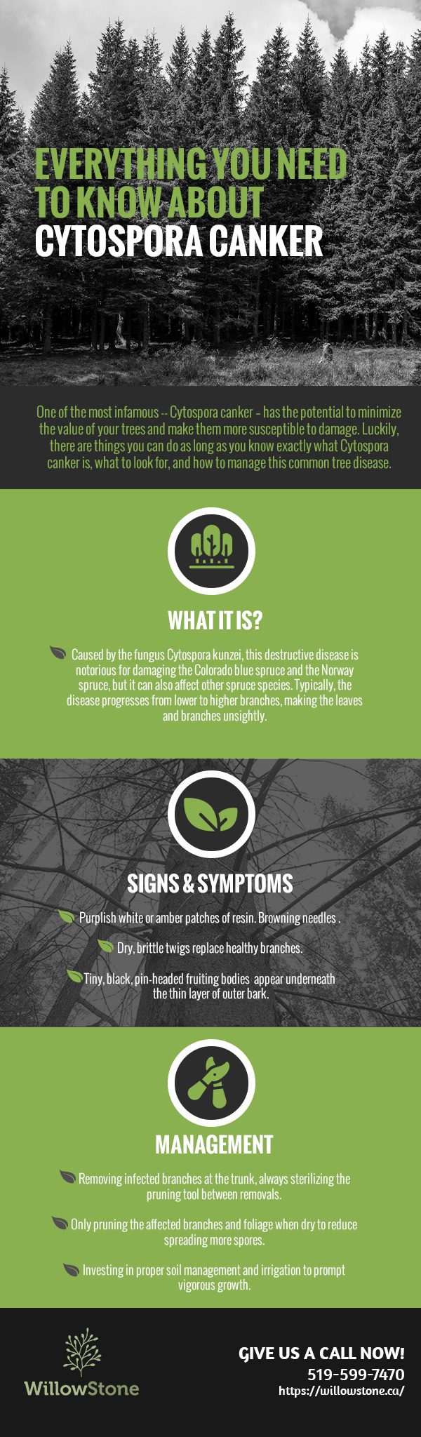 Everything You Need to Know About Cytospora Canker [infographic]