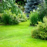 Plant Health Assessment