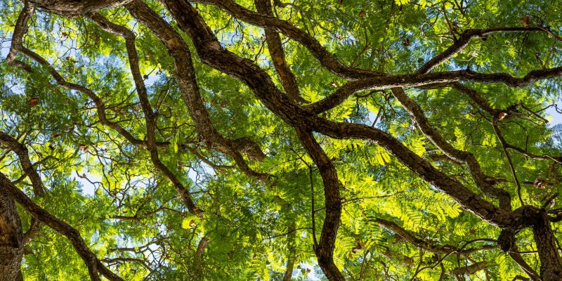Tree Establishment in Meaford, Ontario