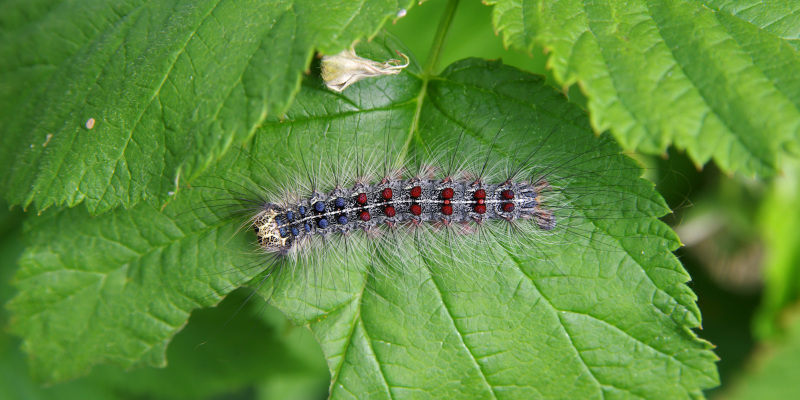 Gypsy Moth Control: Signs You Have a Gypsy Moth Problem