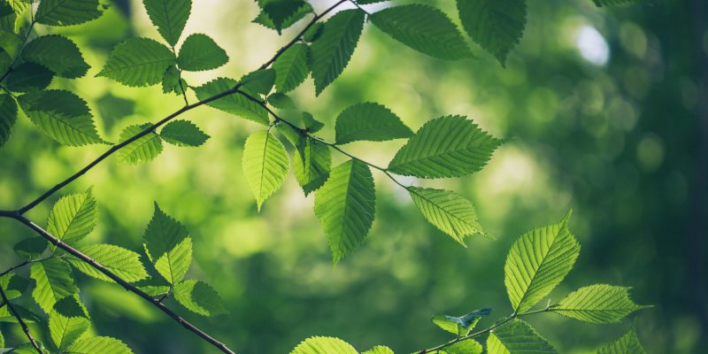 Leaf Chlorosis in Collingwood, Ontario