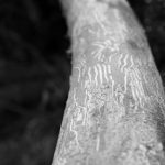 Dutch Elm Disease in Collingwood, Ontario