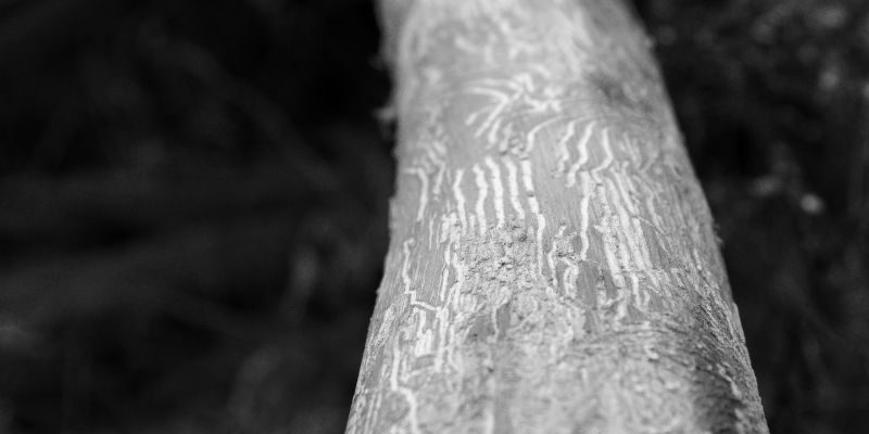 Dutch Elm Disease in Collingwood, Ontario
