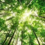 Arborist Reports