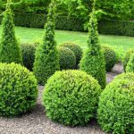 Shrub Maintenance