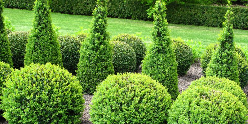 Shrub Maintenance in Collingwood, Ontario