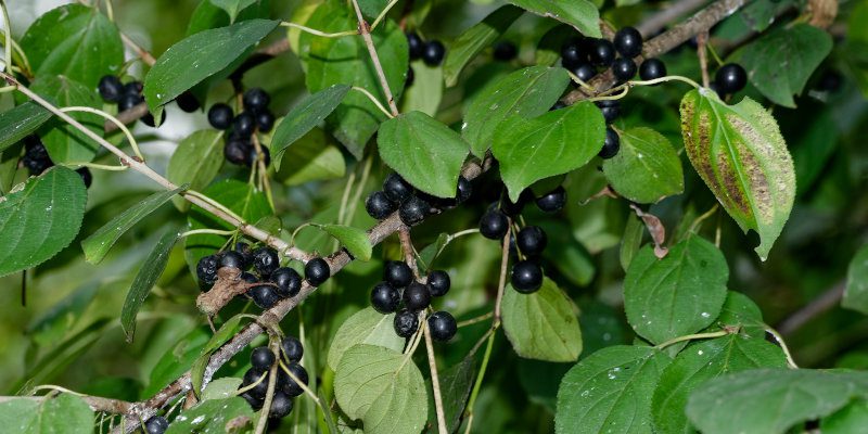 European Buckthorn in Collingwood, Ontario