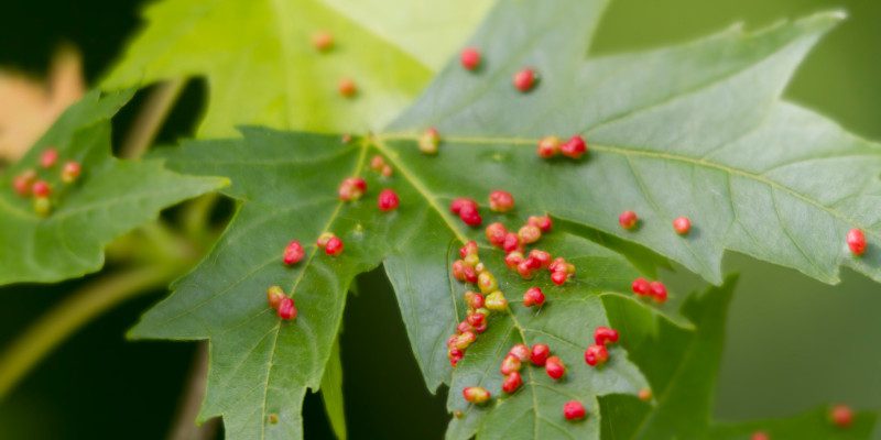 Bladder Gall in Collingwood, Ontario