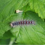 Invasive Species Control