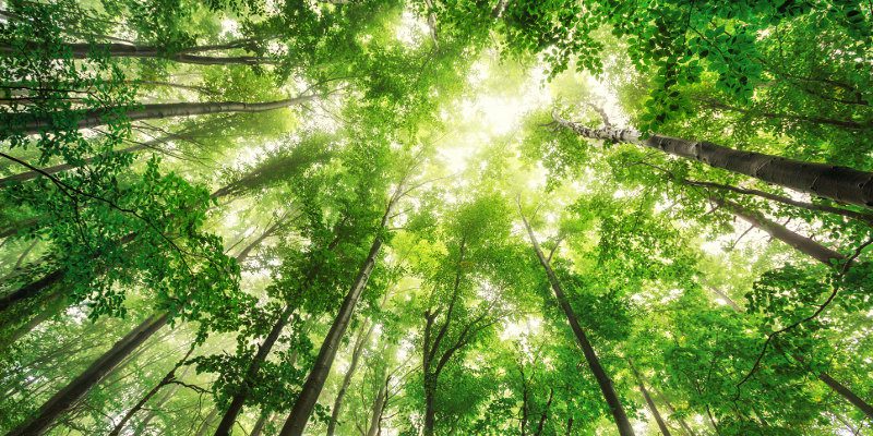 Tree Health Assessments in Collingwood, Ontario