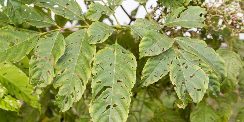 Infestation Control in Collingwood, Ontario