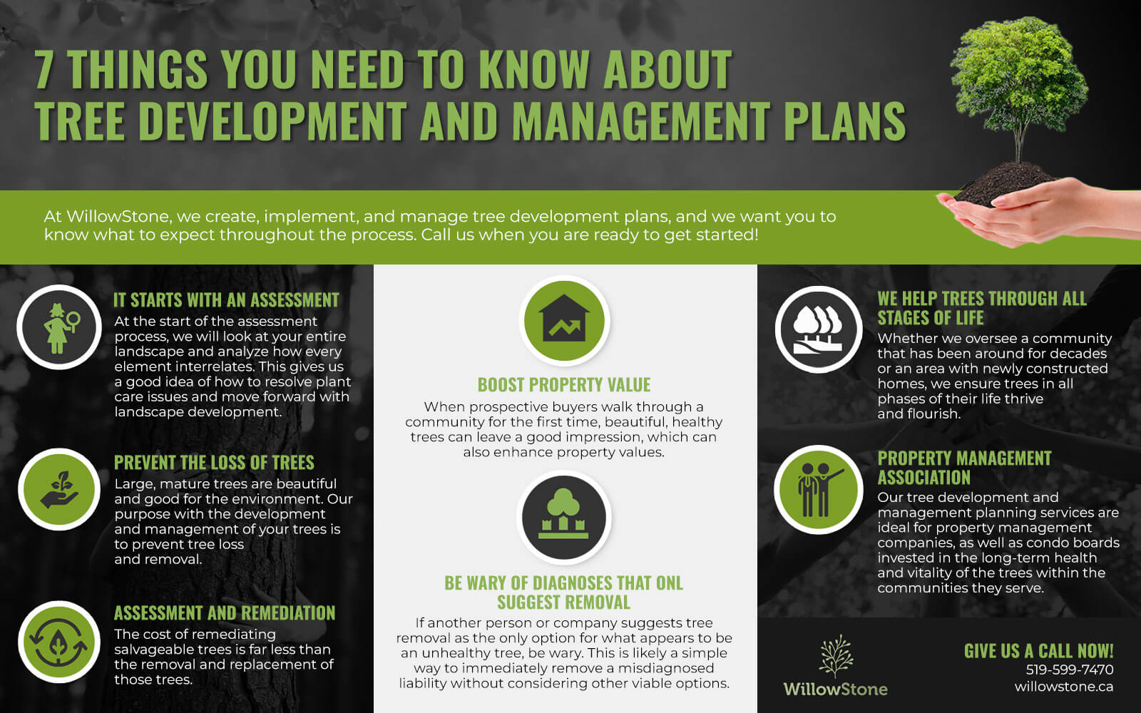 What are Tree Management and Development Plans?