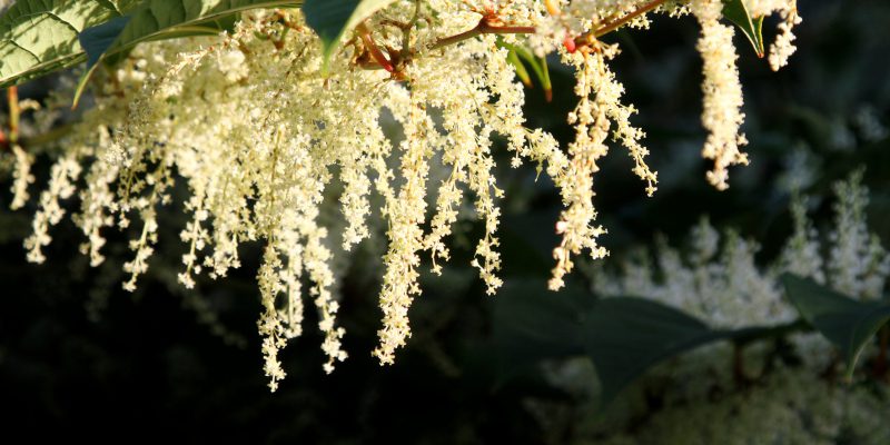 Spruce Gall in Collingwood, Ontario
