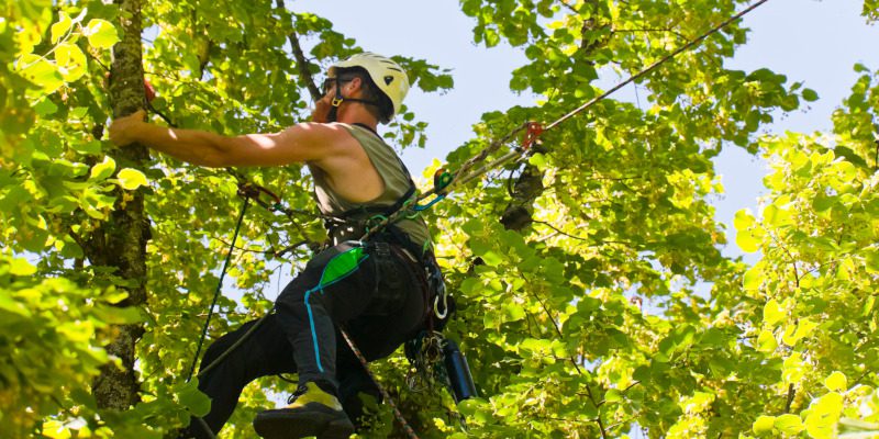 Arboricultural Services in Collingwood, Ontario