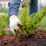 Soil Fertilizing