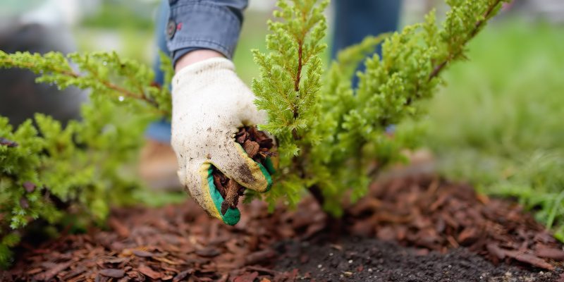 Soil Fertilizing in Collingwood, Ontario