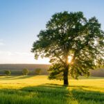 Fruit Tree Care