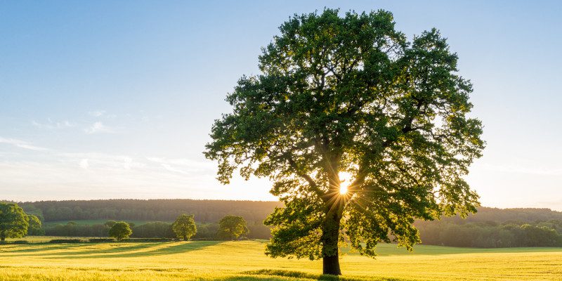 Fruit Tree Care in Collingwood, Ontario