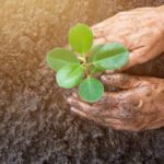 Soil Enhancement