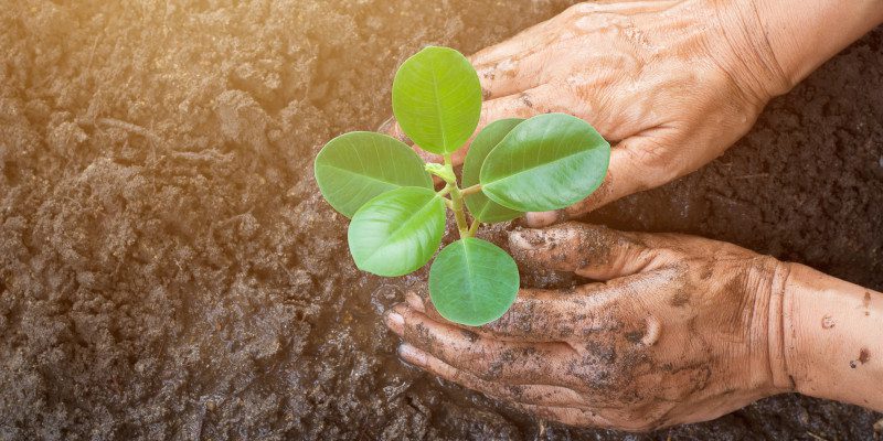 Soil Enhancement in Collingwood, Ontario 